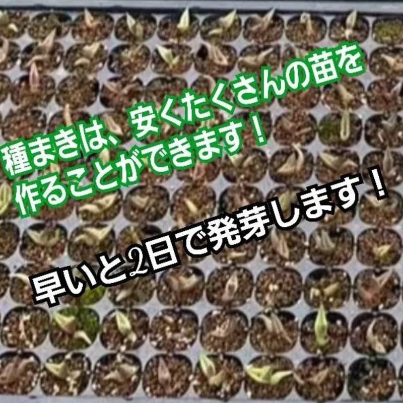 Agave Oaxaca oteroi 種子【10粒】 優良血統厳選 オアハカ メキシコ産