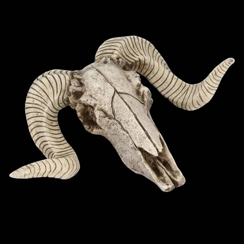 高品質　ヨーロッパヤギ スカルホーン（下顎付） ヨーロッパヤギ スカルホーン（下顎付