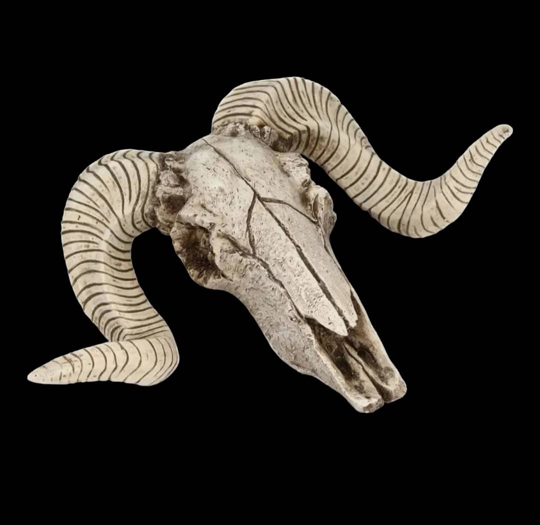 スカルホーン ヤギの頭蓋骨 壁掛け、置物にカッコいいです！ネイティブ