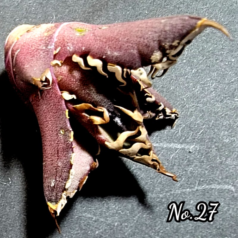 台湾ゴジラ No.27 不規則に乱れる超厳つい鋸歯が特徴的！入手困難な