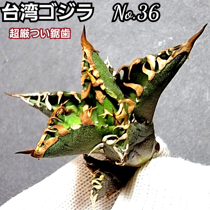 台湾ゴジラ No.36 不規則に乱れる超厳つい鋸歯が特徴的！入手困難な  