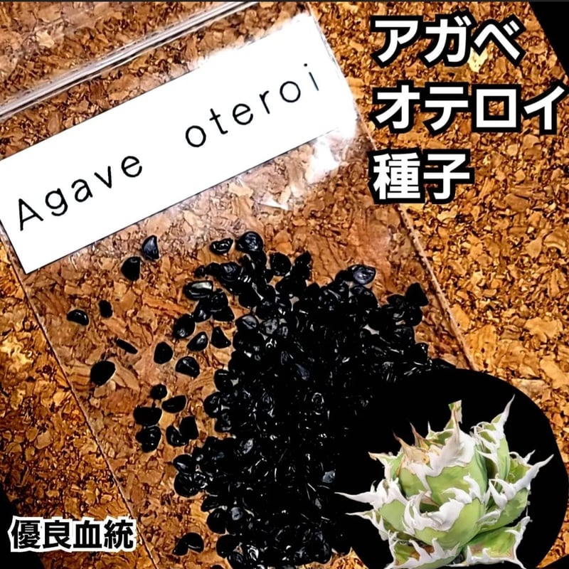 Agave Oaxaca oteroi 種子【10粒】 優良血統厳選 オアハカ メキシコ産