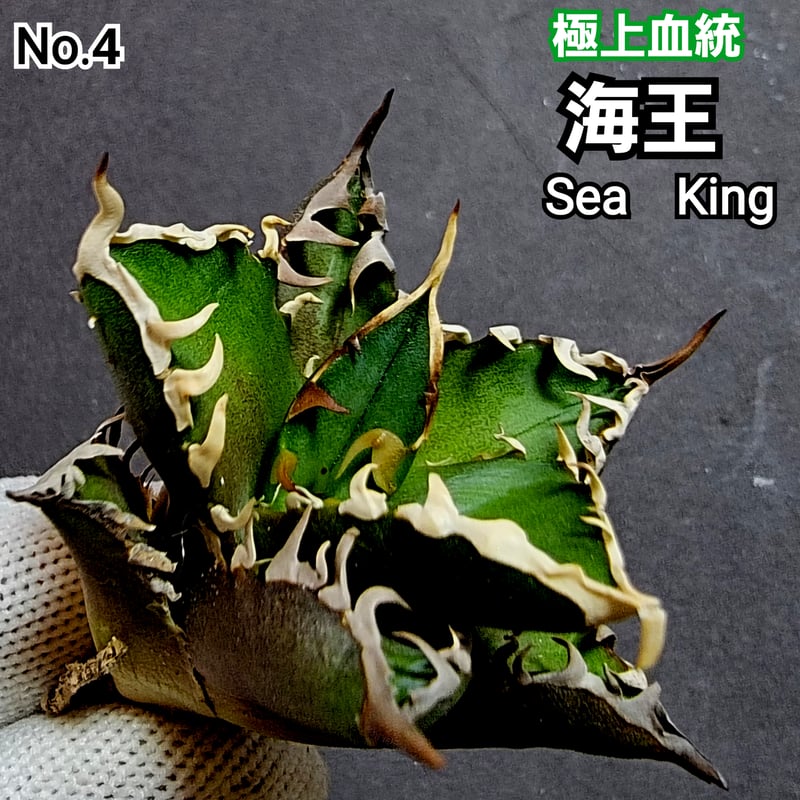 極上血統！ 海王 No.4 アガベ チタノタ 成熟すると一般的なチタノタと