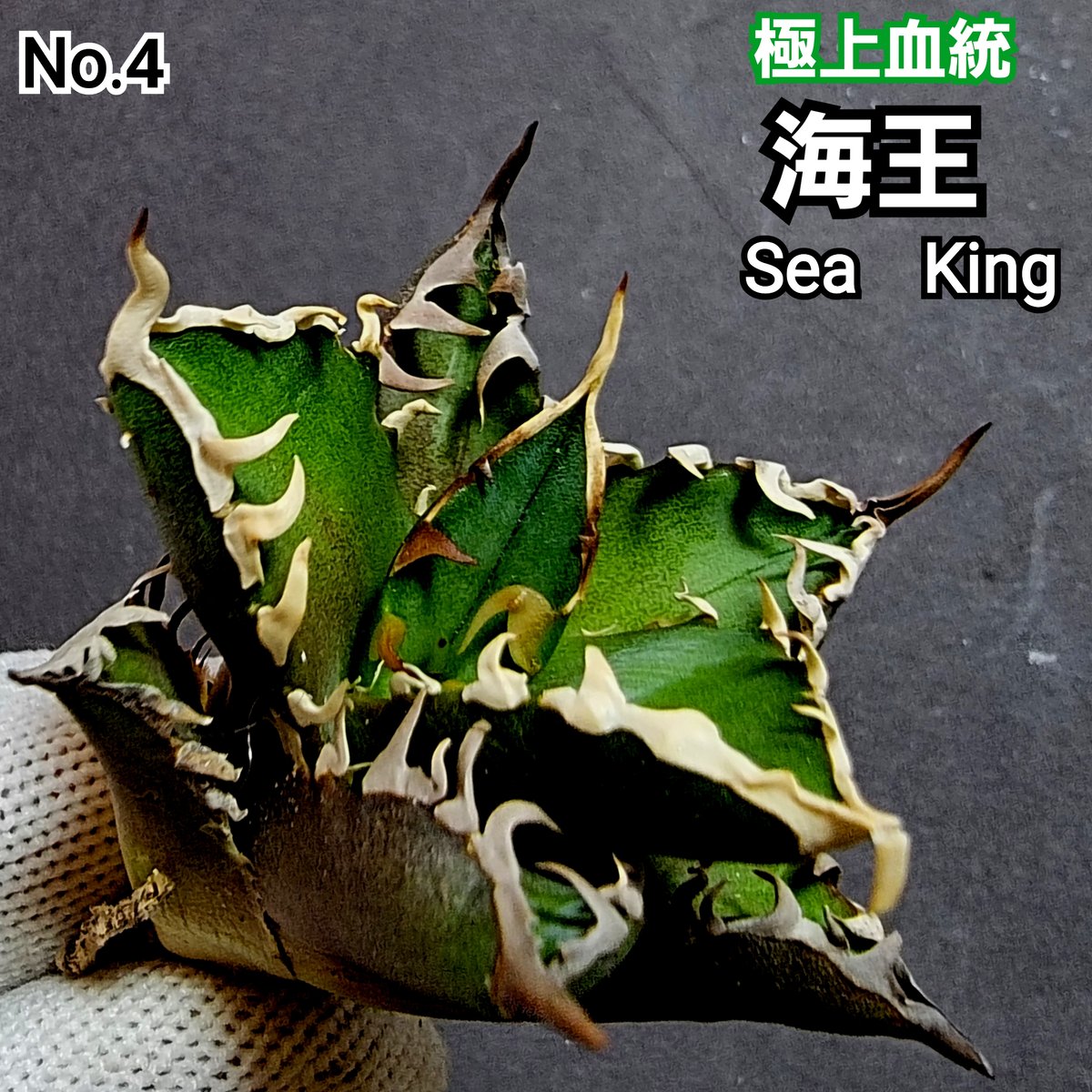 極上血統！ 海王 No.4 アガベ チタノタ 成熟すると一般的なチタノタと