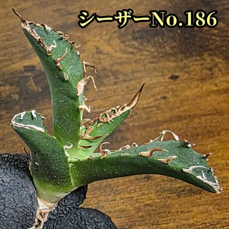 台湾ゴジラ | STORES