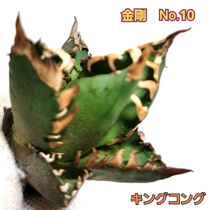 アガベ チタノタ 金剛 No.10 King Kong ゴツくて鋭い鋸歯が特徴！成長