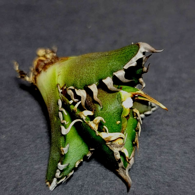 こ*こ様 アガベ　チタノタ　lize血統 大白鯊　ホホジロザメ ホオジロザメ 大白鯊 No.5 アガベ チタノタ 葉と一体感のある