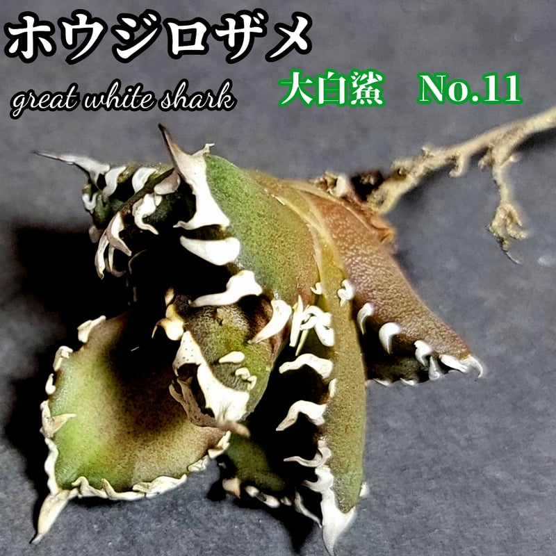 ホオジロザメ 大白鯊 No.11 アガベ チタノタ 葉と一体感のある