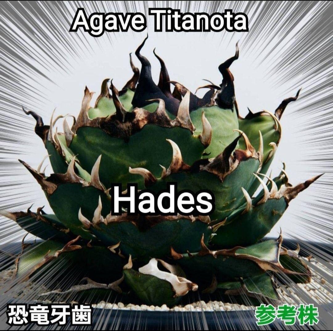 アガベ チタノタ ハデス No.336 恐竜牙歯 優良血統 Hades | Pー アガベ チタノタ ハデス No.336 恐竜牙歯 優良血統 Hades | Pー