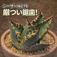 極上血統！ 海王 No.4 アガベ チタノタ 成熟すると一般的なチタノタと