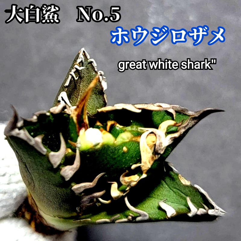 こ*こ様 アガベ　チタノタ　lize血統 大白鯊　ホホジロザメ ホオジロザメ 大白鯊 No.5 アガベ チタノタ 葉と一体感のある