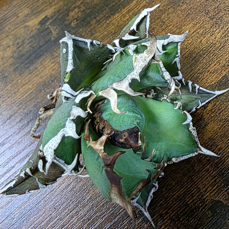 台湾ゴジラ　No.187　不規則に乱れる超厳つい鋸歯が特徴的！入手困難高級アガベ 台湾ゴジラ No.187 不規則に乱れる超厳つい鋸歯が特徴的！入手