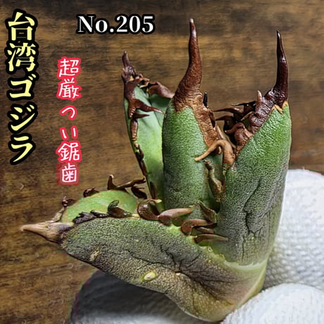 ウシ　アガベ　　オテロイチタノタまとめ売り　訳あり特価！！ 強刺特選 アガベ チタノタ オテロイ カリフォルニア産 FO076 FO76