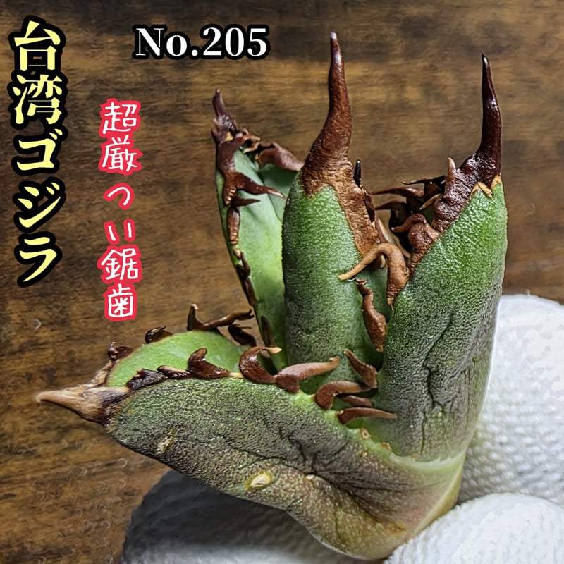 台湾ゴジラ No.205 不規則に乱れる超厳つい鋸歯が特徴的！入手困難高級