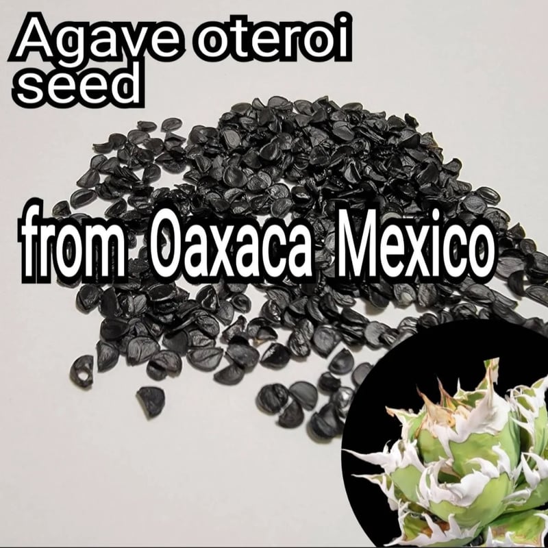 Agave Oaxaca oteroi 種子【10粒】 優良血統厳選 オアハカ メキシコ産