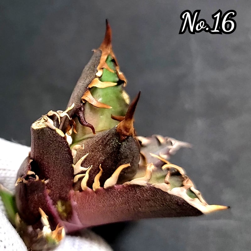 台湾ゴジラ No.16 不規則に乱れる超厳つい鋸歯が特徴的！入手