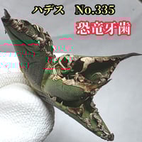 極上株 SAD 南アフリカダイヤモンド No.76 強棘株 白い鋸歯の幅