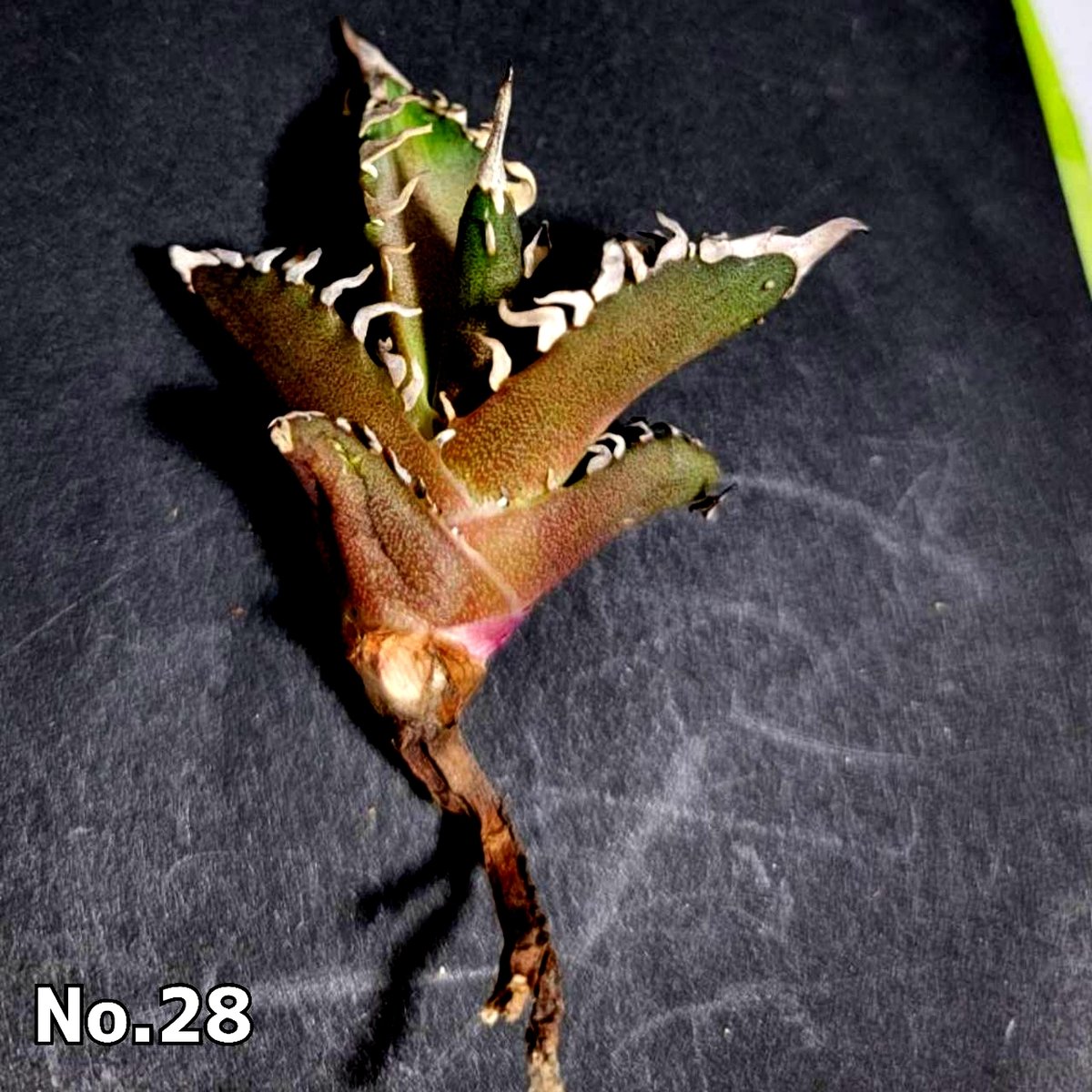 ホオジロザメ 大白鯊 No.28 アガベ チタノタ 葉と一体感のある