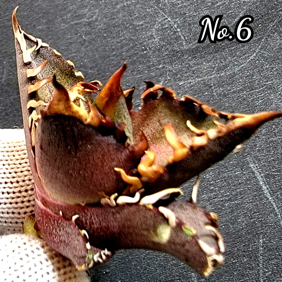 台湾ゴジラ No.6 不規則に乱れる超厳つい鋸歯が特徴的！入手困難な高級 