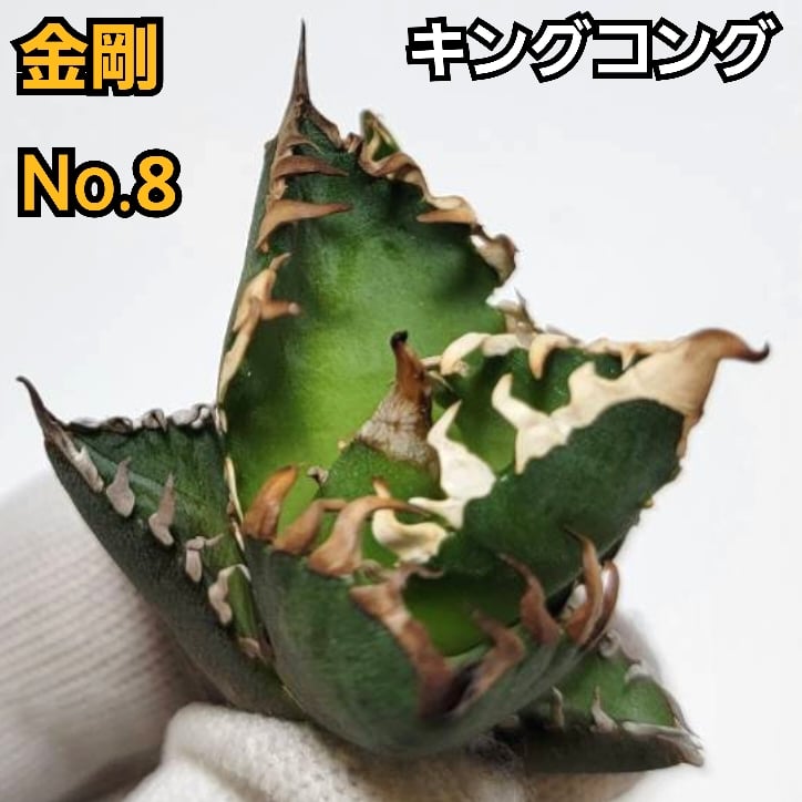 アガベ チタノタ 金剛 No.8 King Kong ゴツくて鋭い鋸歯が特徴！成長