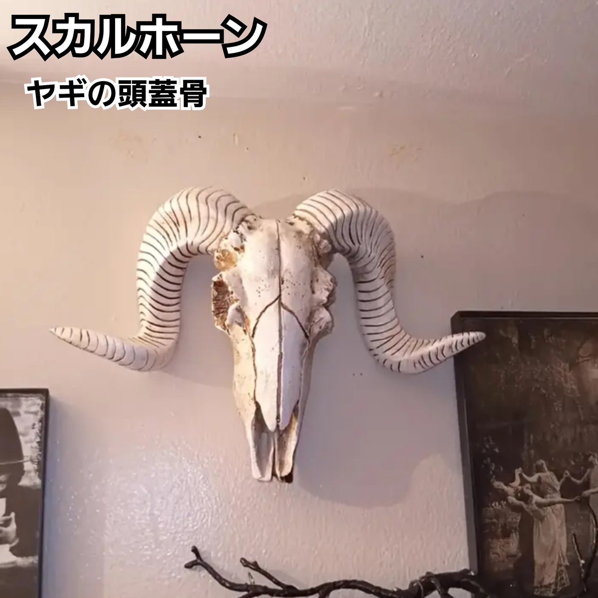 スカルホーン ヤギの頭蓋骨 壁掛け、置物にカッコいいです！ネイティブ