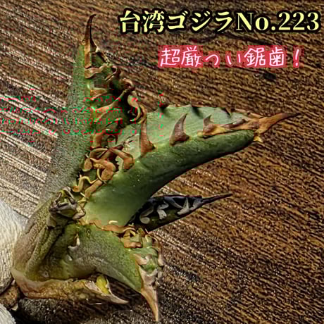 オアハカ | STORES