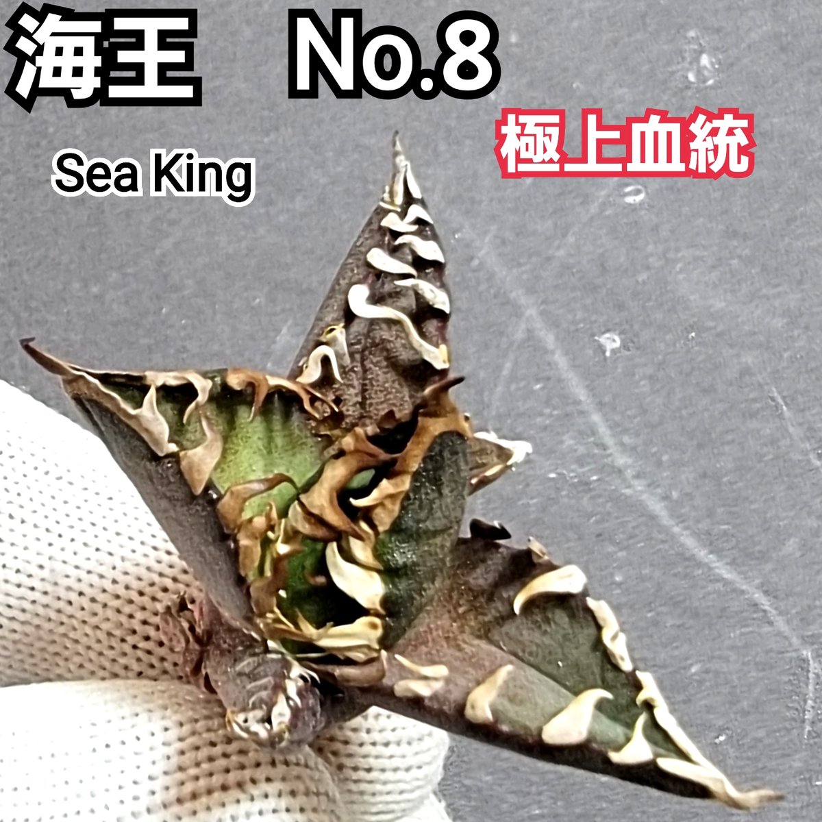 極上血統！ 海王 No.8 アガベ チタノタ 成熟すると一般的な