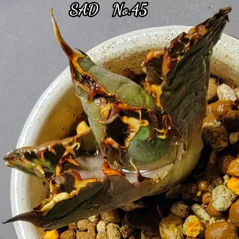 極上株 SAD 南アフリカダイヤモンド No.45 強棘子株 白い鋸歯の幅が