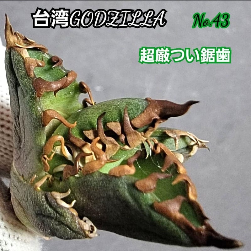 台湾ゴジラ No.43 不規則に乱れる超厳つい鋸歯が特徴的！入手困難な  