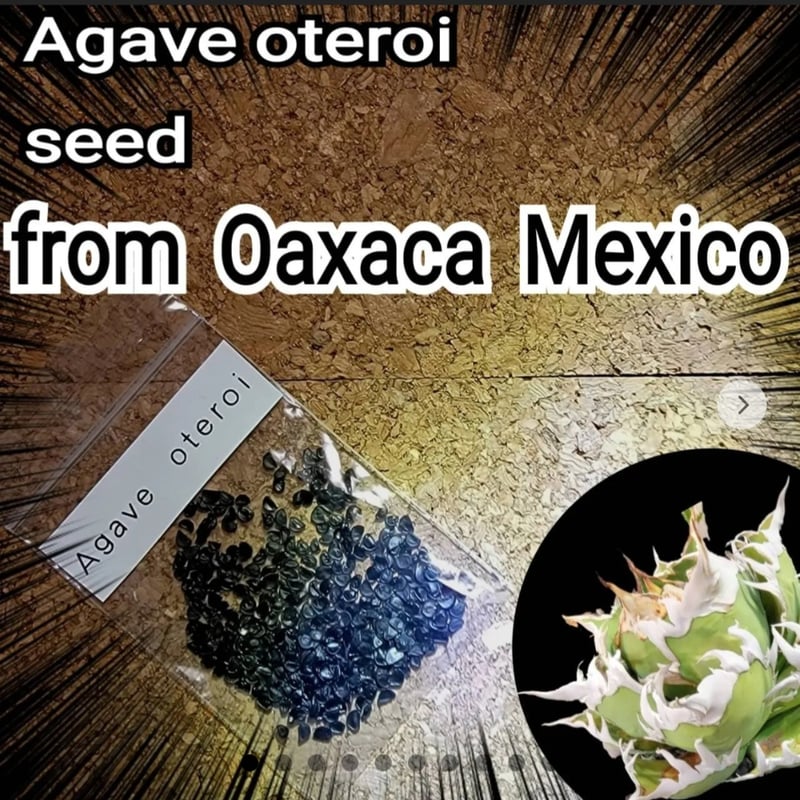 Agave Oaxaca oteroi 種子【10粒】 優良血統厳選 オアハカ メキシコ産