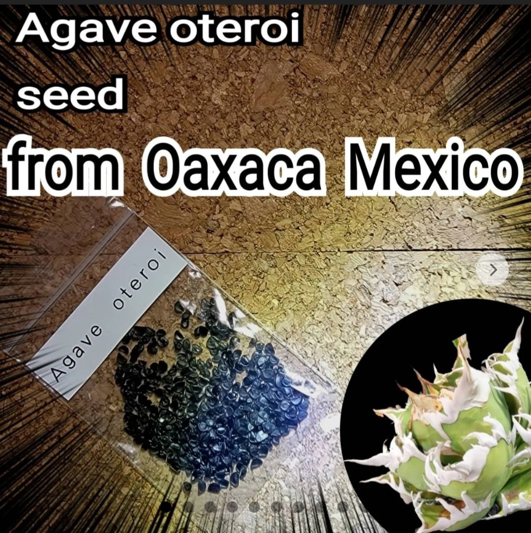 Agave Oaxaca oteroi 種子【10粒】 優良血統厳選 オアハカ メキシコ産
