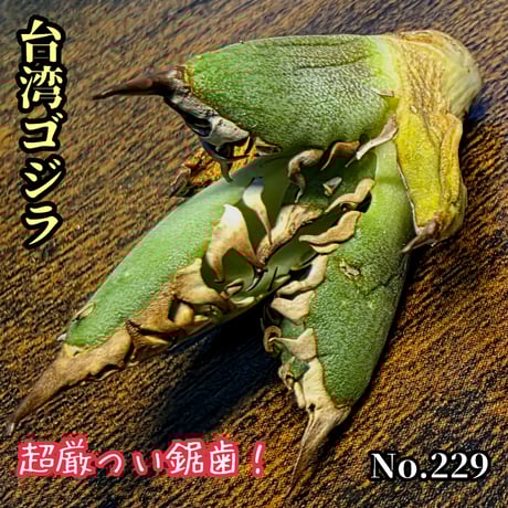 シーザー | STORES