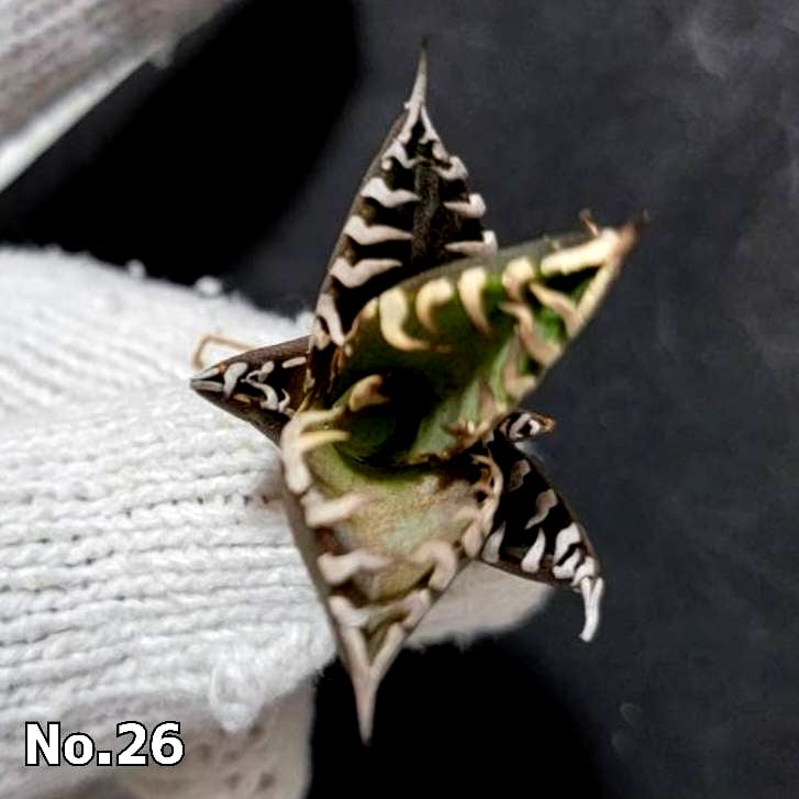 ホオジロザメ 大白鯊 No.26 アガベ チタノタ 葉と一体感のある ホオジロザメ 大白鯊 No.26 アガベ チタノタ 葉と一体感のある