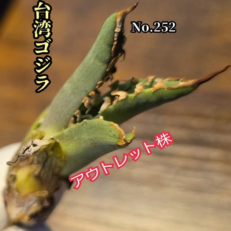 はあ南アフリカダイアモンド×ハデス×おまけ アガベフィギュア