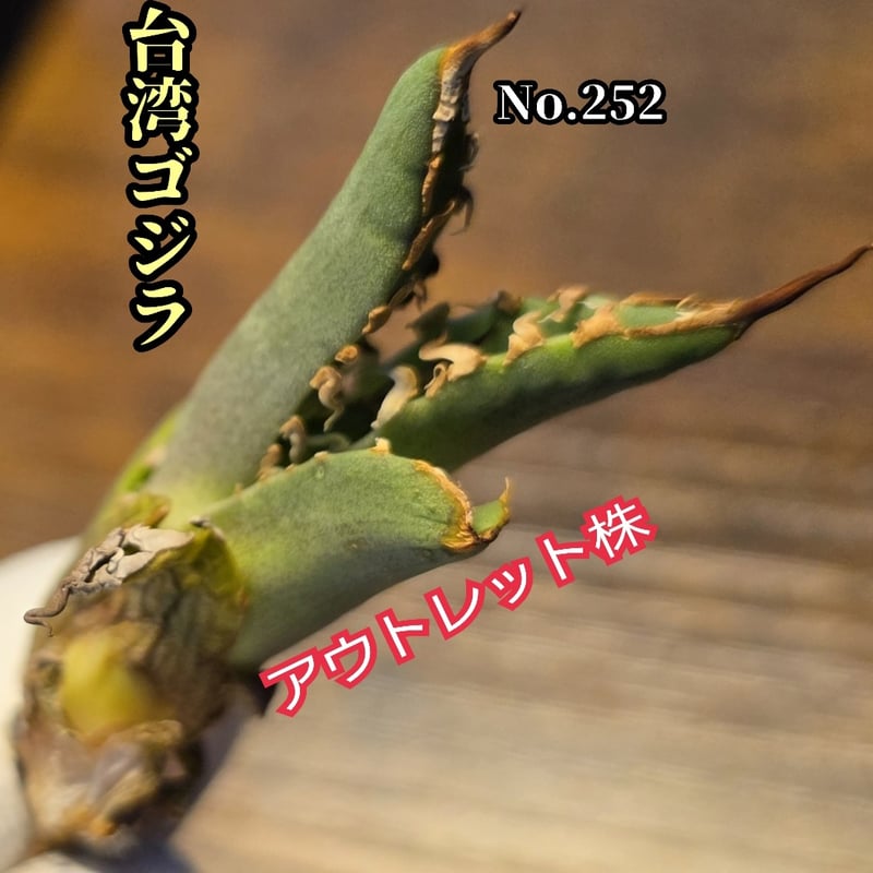 アウトレット株 台湾ゴジラ No.252 不規則に乱れる超厳つい鋸歯が特徴