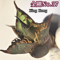 アガベ　チタノタ　金剛　No.37　King Kong　　ゴツくて鋭い鋸歯が特徴！成長するにつれ鋸歯が連棘になり、鋸歯の厚みも出てきます