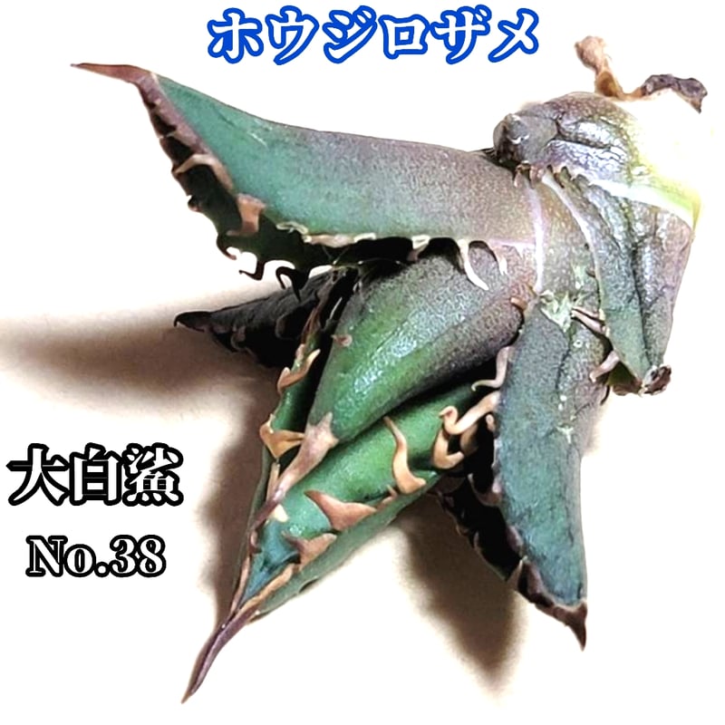 ホオジロザメ 大白鯊 No.38 アガベ チタノタ 葉と一体感のある大きな主