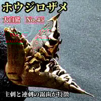 極上株 SAD 南アフリカダイヤモンド No.74 強棘株 白い鋸歯の幅