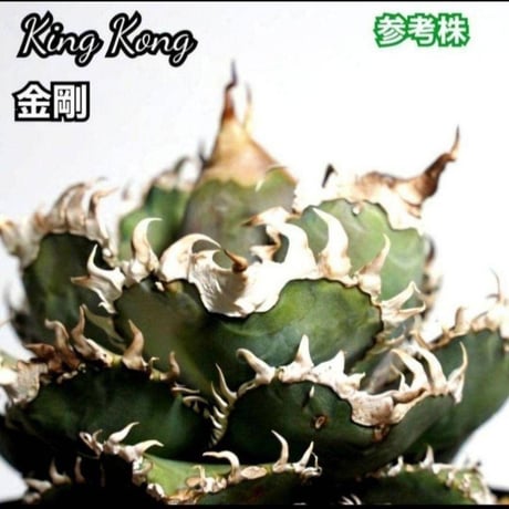 アガベ　チタノタ　金剛　No.39　King Kong　　ゴツくて鋭い鋸歯が特徴！成長するにつれ鋸歯が連棘になり、鋸歯の厚みも出てきます