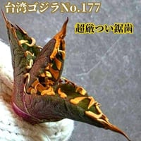 極上株！台湾ゴジラ No.2 不規則に乱れる鋸歯が特徴的！入手困難