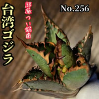 極上血統！ 海王 No.40 アガベ チタノタ 成熟すると一般的なチタノタと
