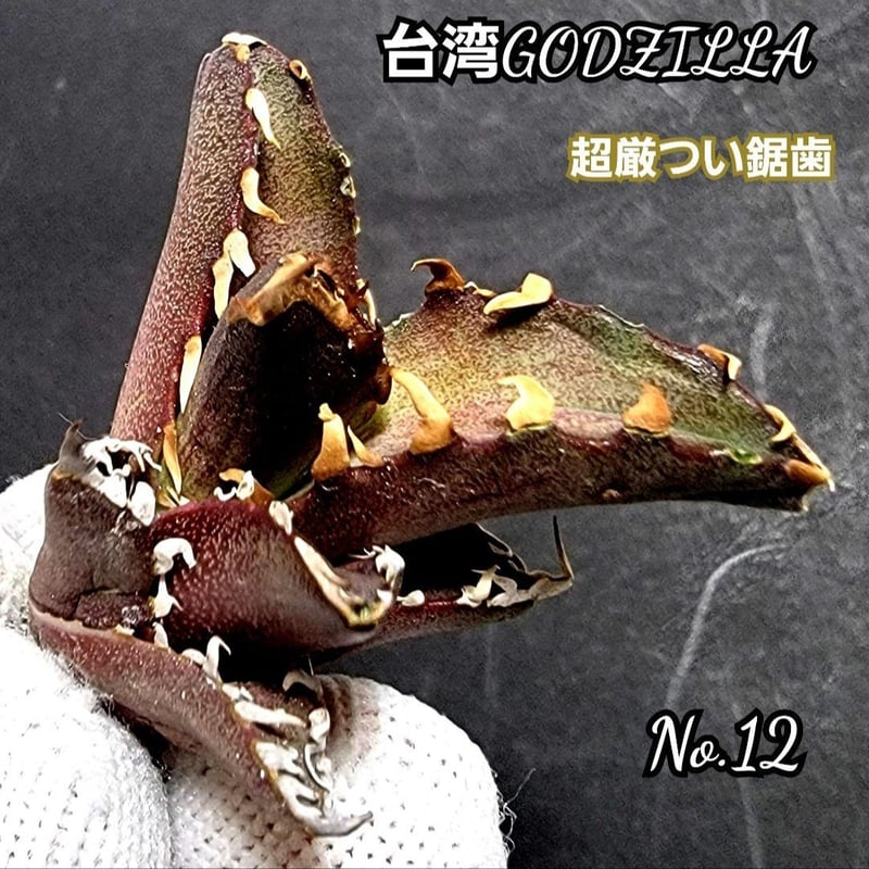 台湾ゴジラ No.22 不規則に乱れる超厳つい鋸歯が特徴的！入手