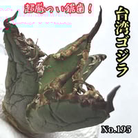 台湾ゴジラ No.124 不規則に乱れる超厳つい鋸歯が特徴的！入手困難高級