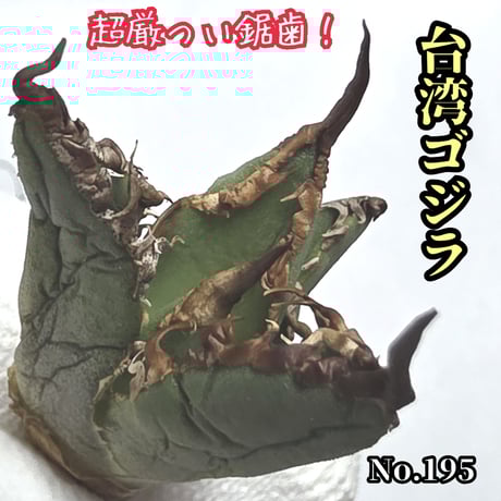 台湾ゴジラ　No.182　不規則に乱れる超厳つい鋸歯！　極上血統肉厚株　アガベ 台湾ゴジラ No.182 不規則に乱れる超厳つい鋸歯！ 極上血統肉厚株