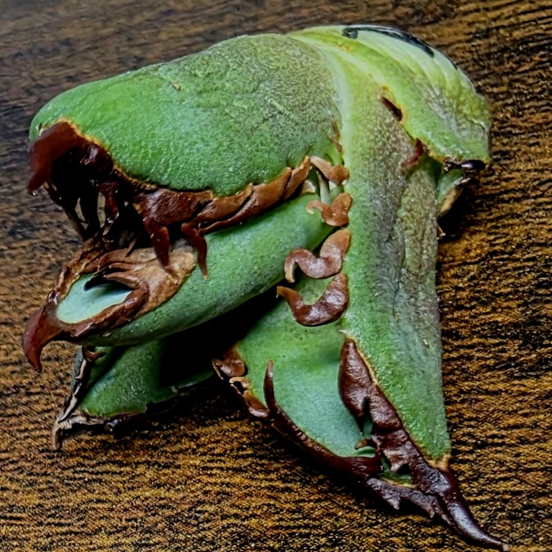 台湾ゴジラ No.205 不規則に乱れる超厳つい鋸歯が特徴的！入手困難高級