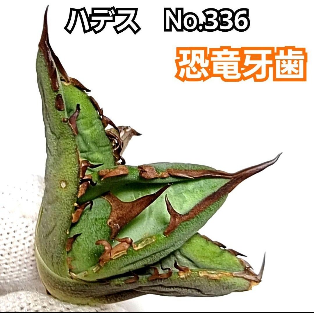 アガベ チタノタ ハデス No.336 恐竜牙歯 優良血統 Hades | Pー アガベ チタノタ ハデス No.336 恐竜牙歯 優良血統 Hades | Pー