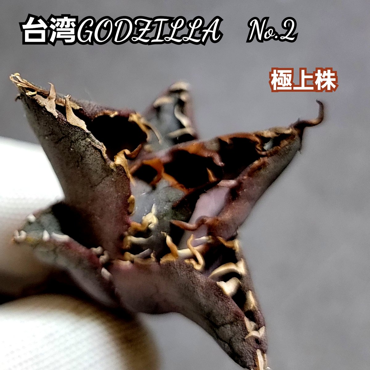 極上株!台湾ゴジラ No.2 不規則に乱れる鋸歯が特徴的!入手困難 極上株!台湾ゴジラ No.2 不規則に乱れる鋸歯が特徴的!入手困難