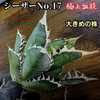 台湾ゴジラ　No.187　不規則に乱れる超厳つい鋸歯が特徴的！入手困難高級アガベ 台湾ゴジラ No.187 不規則に乱れる超厳つい鋸歯が特徴的！入手
