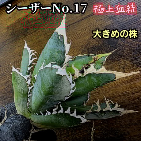 台湾ゴジラ | STORES