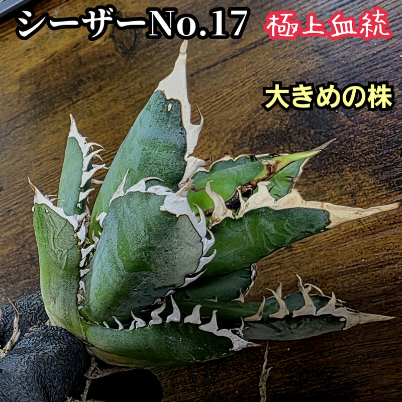 アガベ　チタノタ　オテロイ　シーザー　ボールタイプ　ワイルド　30 アガベ チタノタ オテロイ シーザー ボールタイプ ワイルド 30 アガベ